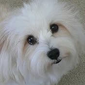 vise grip bully stick