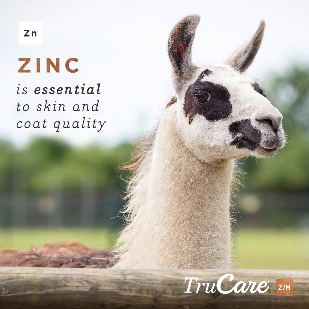 TruCare Z/M Top-Dress Trace Mineral Blend for Multi-Species: Pigs, Sheep, Llamas, Rabbits, Poultry (Zinc, Manganese) : Pet Supplies