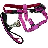 2 Hounds Freedom No Pull Harness and Leash Training Kit Raspberry X-Large