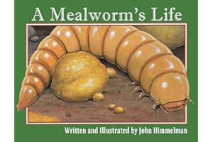A Mealworm's Life