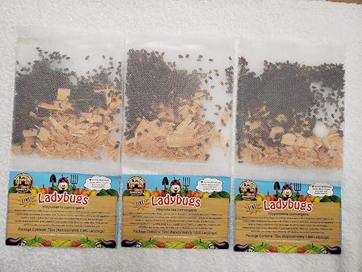 comprar mariquitas amazon