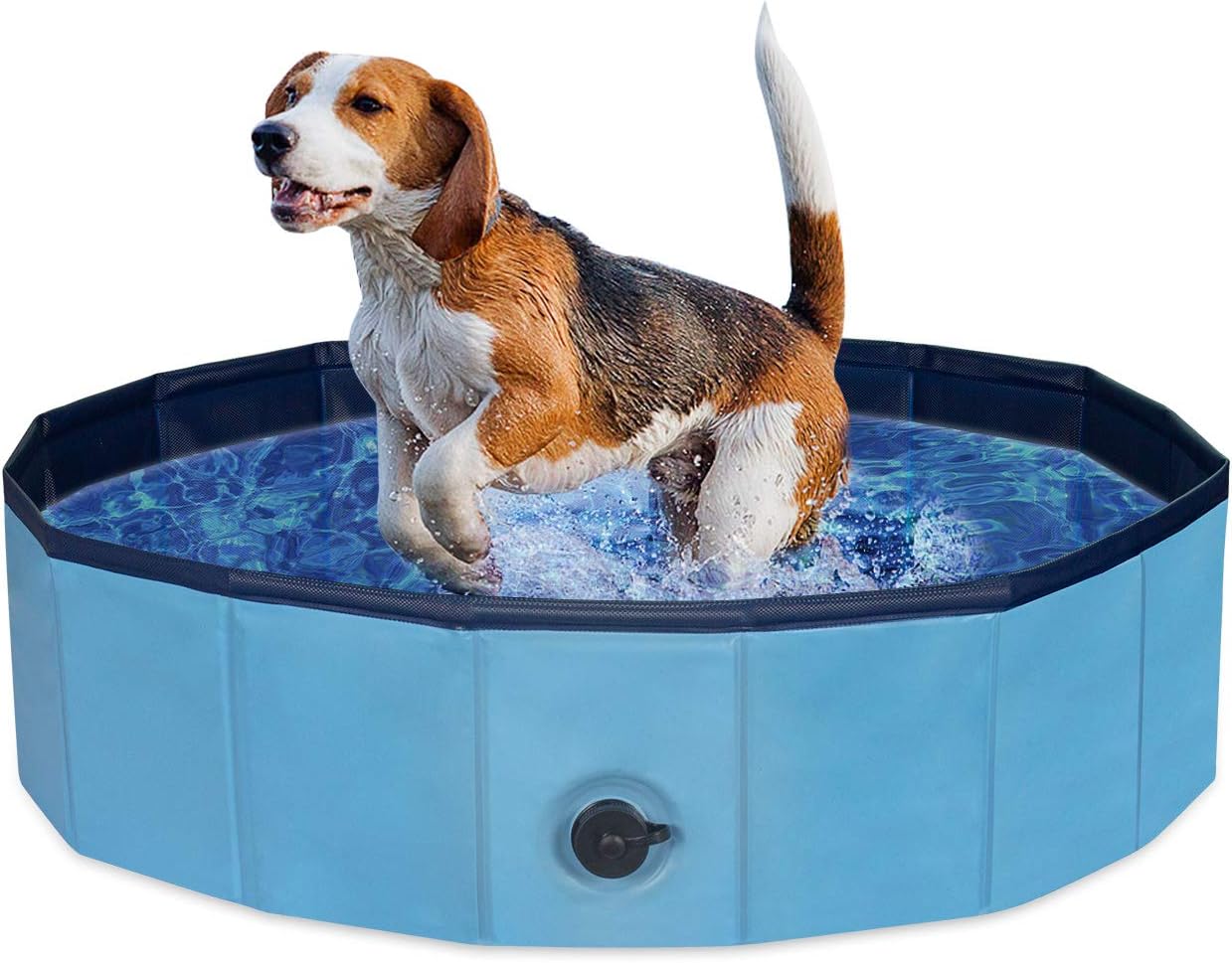 beagle swimming