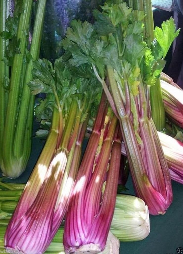 500 Red Venture, Celery Seed (Apium graveolens) Organic