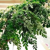 Moringa Seeds for Planting - Mini Garden, Real Bonsai Tree, Rot-Resistant Shrubs Moringa Tree Seeds, Tree Seeds, Indoor Bonsa