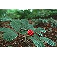 25+ Ginseng SEEDS Wild Stratified American Seeds Ready To Plant Now Grow Roots