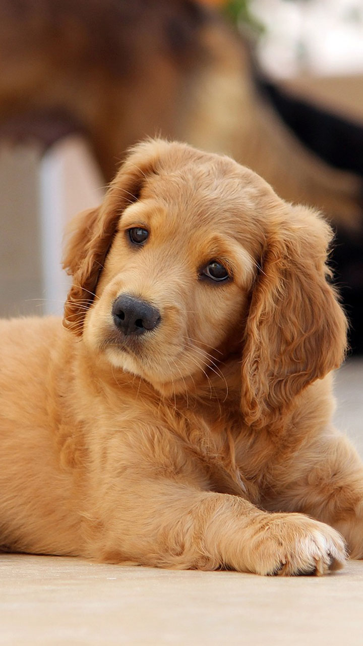 amazon com baby puppies wallpaper appstore for android amazon com baby puppies wallpaper