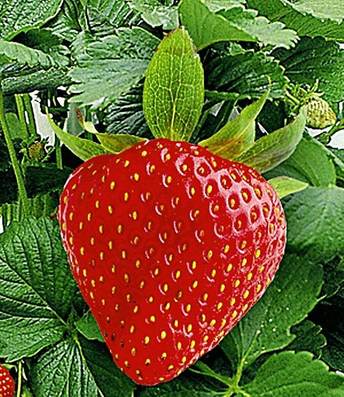 BALDUR-Garten Hummi - Set de fresas para escalada y decoración ...