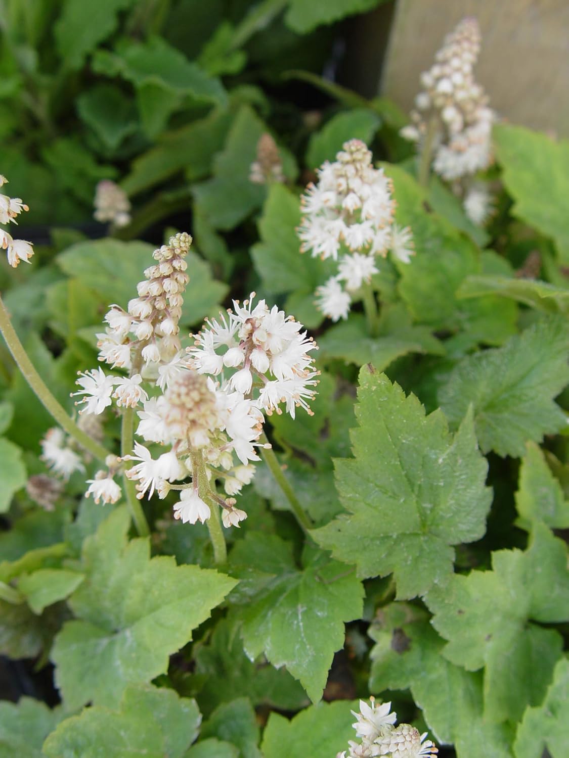 Tiarella cordifolia (Foamflower) Perennial, green foliage