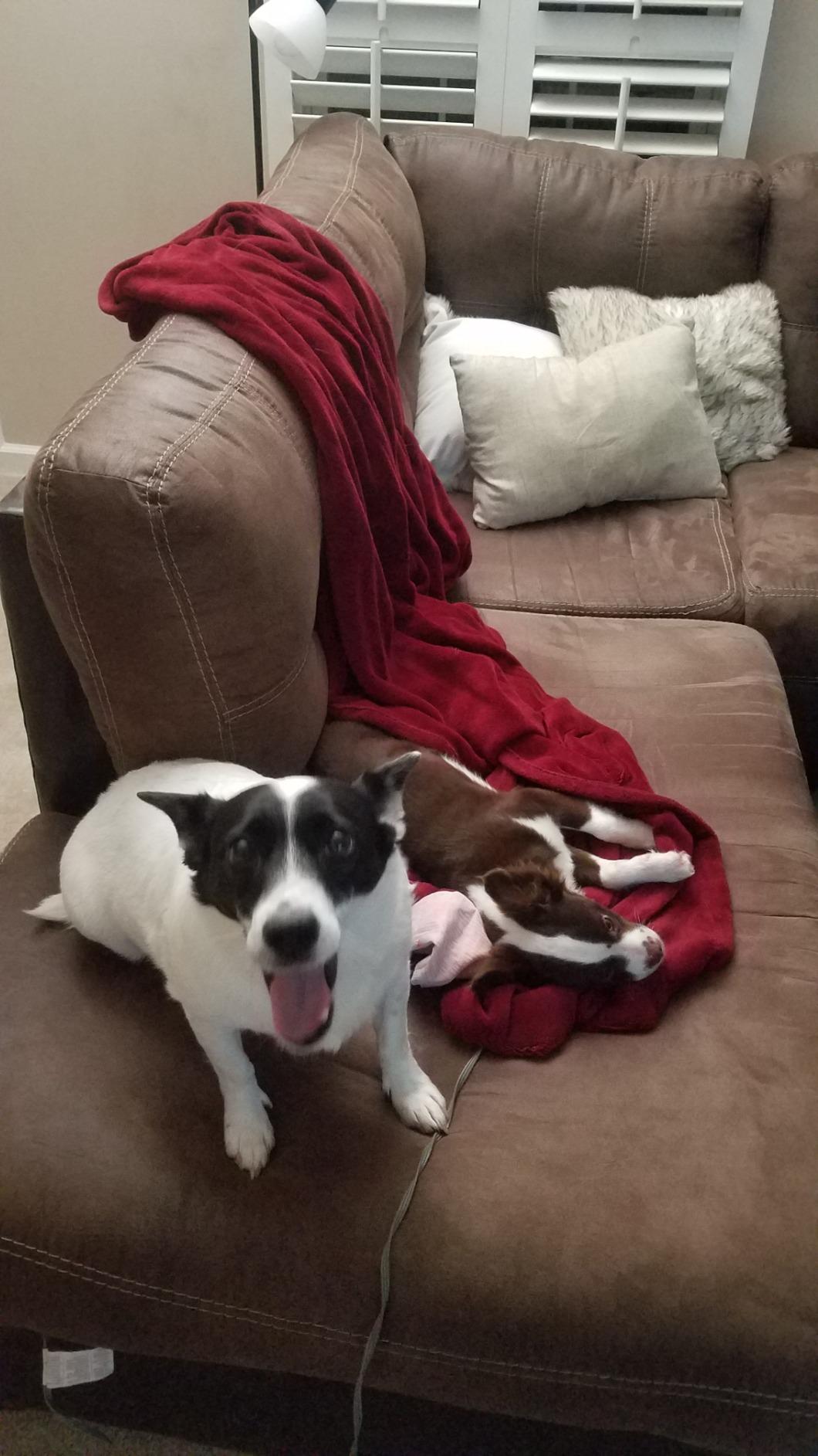 6/mo Finance Gorilla Grip Original Slip Resistant Mattress Gripper