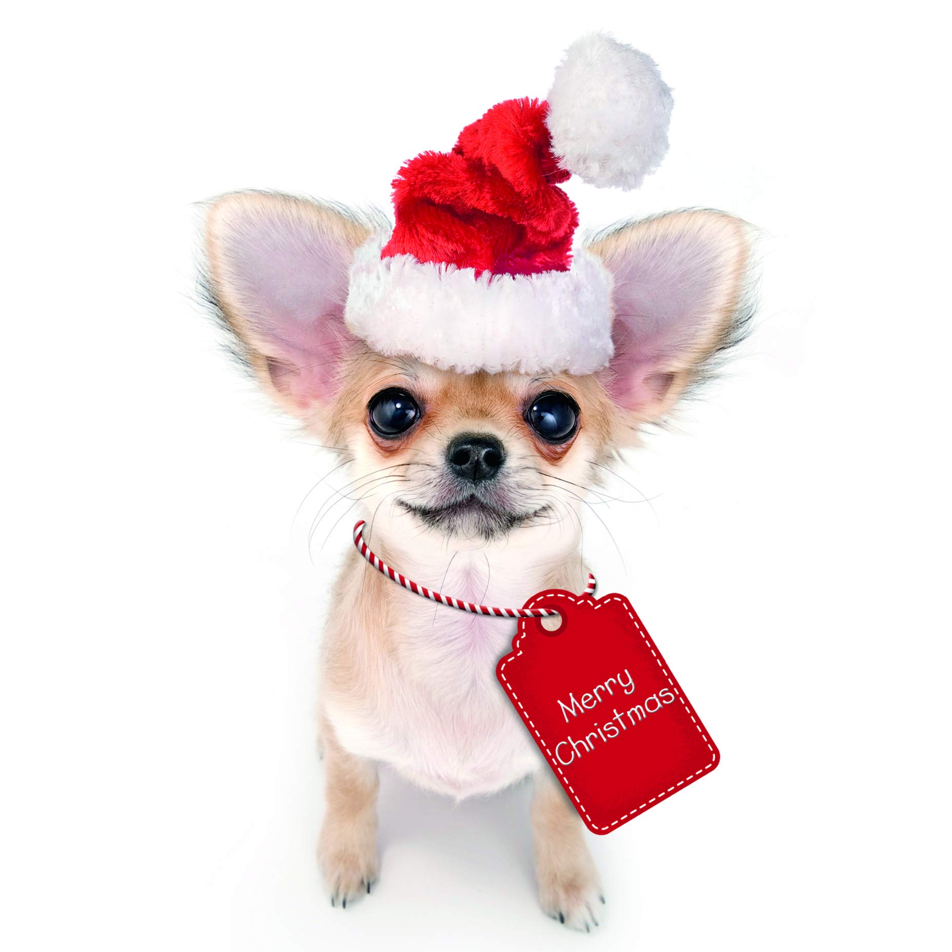 Me to You Up Close 3D Greeting Card Merry Christmas Chihuahua Dog Santa Hat & Tag