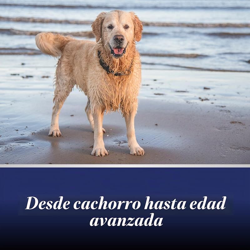 comprimidos para articulações para cães - Cães condroprotetores - fórmula única: com mexilhão de lábios verdes, glucosamina, Ómega 3 - proteção articular - 20 comprimidos