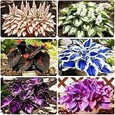 200+ Mixed Color Rare Hosta Seeds Perennial Shade-Tolerant Plants Rare Lily Flower for Planting Indoor Outdoor Easy to Flower