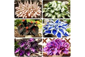 200+ Mixed Color Rare Hosta Seeds Perennial Shade-Tolerant Plants Rare Lily Flower for Planting Indoor Outdoor Easy to Flower