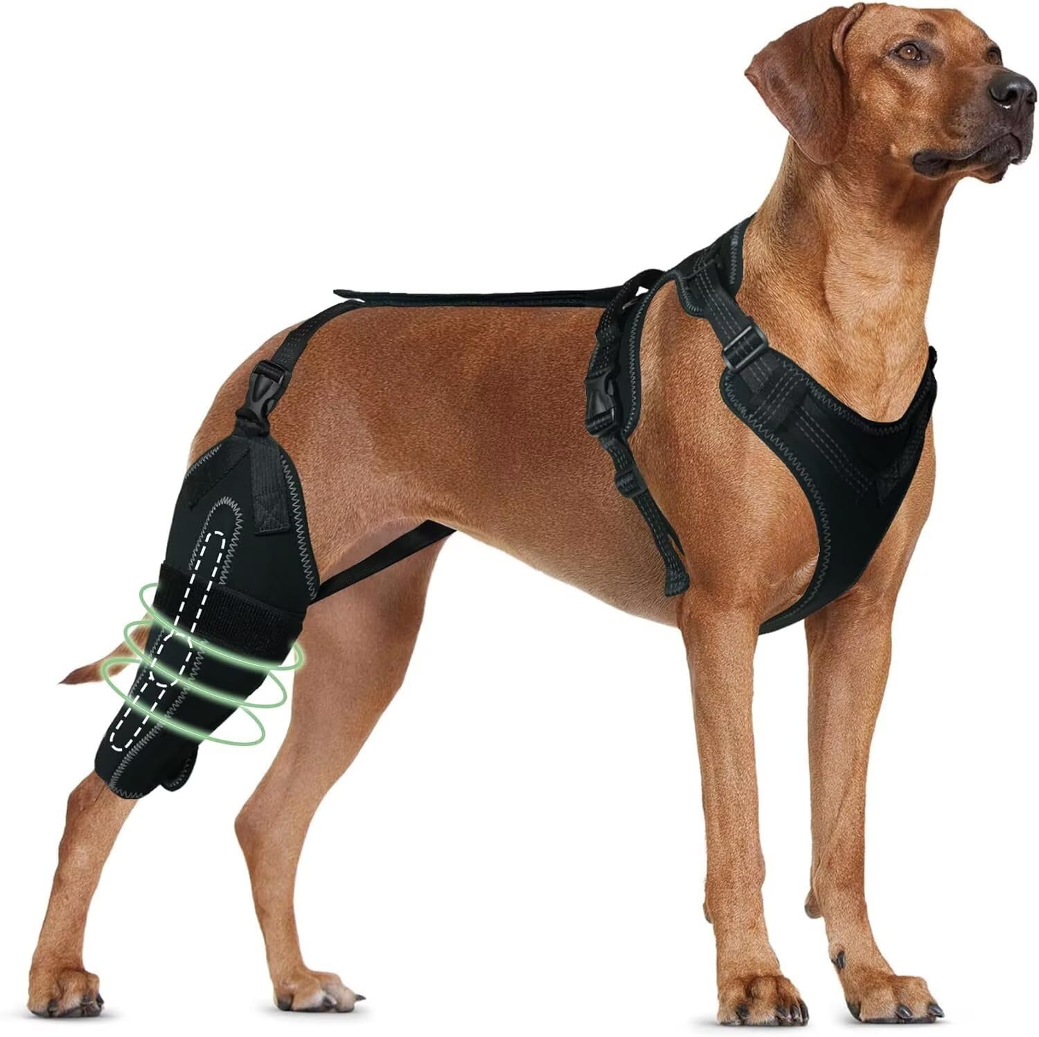 Photo 1 of TIPOOP Dog Knee Brace for ACL/CCL Injuries,Torn Ligament,Luxating Patella - Rear Leg Support,Pain Relief,Joint Warmth,Right Legs,Black,Size:M