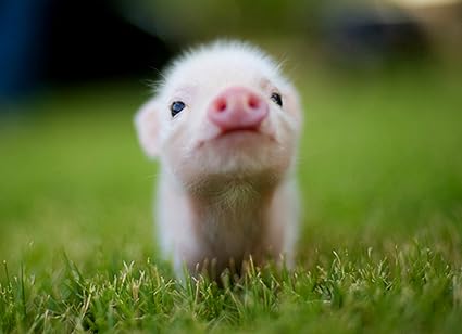 Poster Cochon Rose Bebe Cochon Mural Pour Home Decor New Image Amazon Fr Cuisine Maison