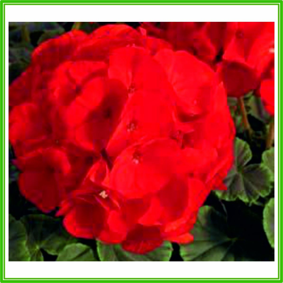 AJP Geranium F1 Bullseye Series 'Scarlet' Seed Amazon.co.uk Garden & Outdoors