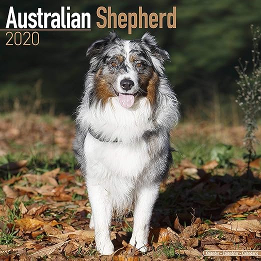 mainstreet australian shepherds