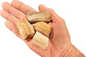 Rock Your Chakra Petrified Wood 1" 4 Pieces Large Raw Rocks and Minerals Root Chakra Healing Crystals and Stones