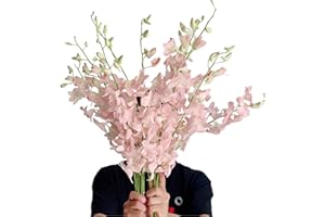 WANGBINYU 20 Pink Orchids Fresh Cut Flowers Wholesale Gift Birthday Anniversary Valentine's Day Flowers Dendrobium Orchid
