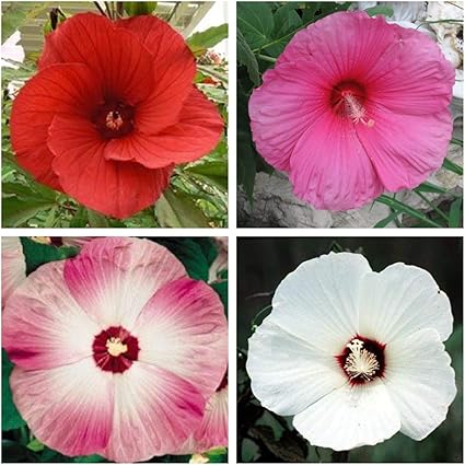Amazon Com 25 Seeds Mixed Luna Hibiscus Moscheutos Hardy Red Hot Pink Swirl White Flower Lky Garden Outdoor