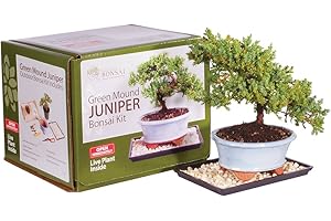 Brussel's Live Green Mound Juniper Outdoor Bonsai Tree Kit - 3 Years Old; 6" to 8" Tall with Decorative Container - Not Sold 