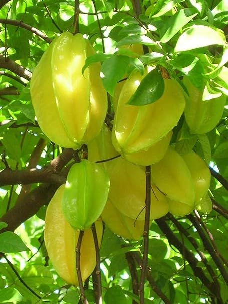Creative Farmer Live Plant Carambola Star Fruit Kamrakh Healthy Fast Bearing Fruit/Birambi/Carambola Super Tasty Ornamental (1 Healthy Live Sweet Fruit Plant) (PLANT-90-STARFRUIT719ll@)
