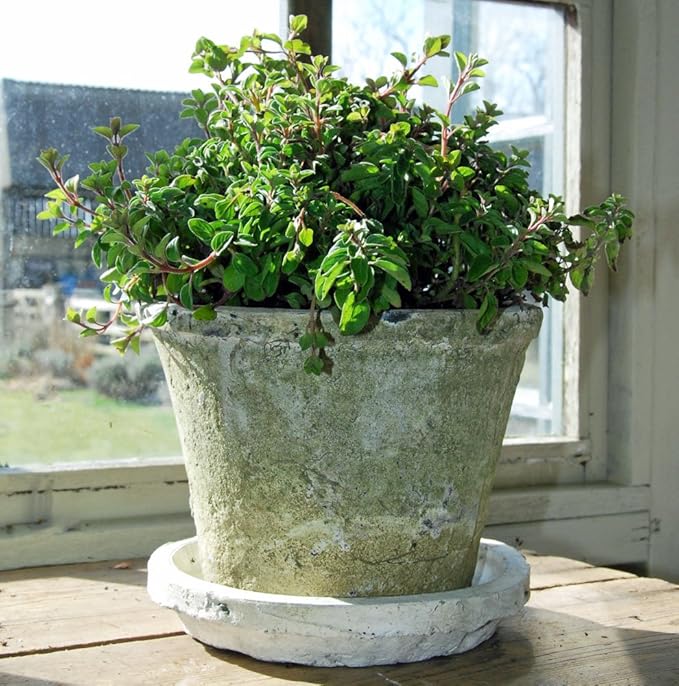 Bluebell Yard Large antiqued white stone plant pot with saucer Amazon.co.uk Garden & Outdoors