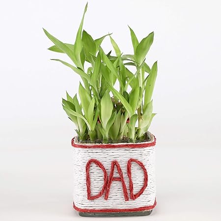 Ferns N Petals 2 Layer Lucky Bamboo Plant for Dad
