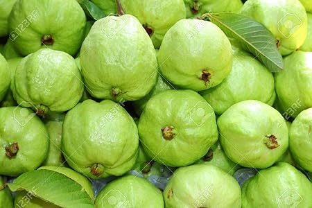 Golden Hills Farm Indoor Dwarf Guava Fruit Seed for Growing 100 seeds