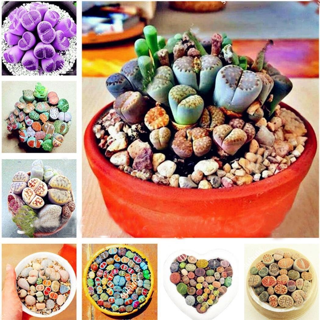 HOTUEEN Lithops Divergens Amethystina Living Stones Seeds Rare Succulent Seeds Cacti & Succulents