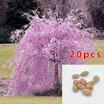 Amazon.com : 8 x JAPANESE SAKURA FLOWERING CHERRY Tree ...