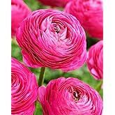 Mixed Peony Ranunculus Bulbs- Persian Buttercup -10 Corms Bulbs Flowering Blooms Perennial Bulbous Root Garden Plant (Pink)