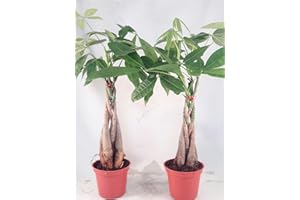JM BAMBOO Two Money Tree 5 Plants Braided Into Pachira Tree - Unique from jmbamboo