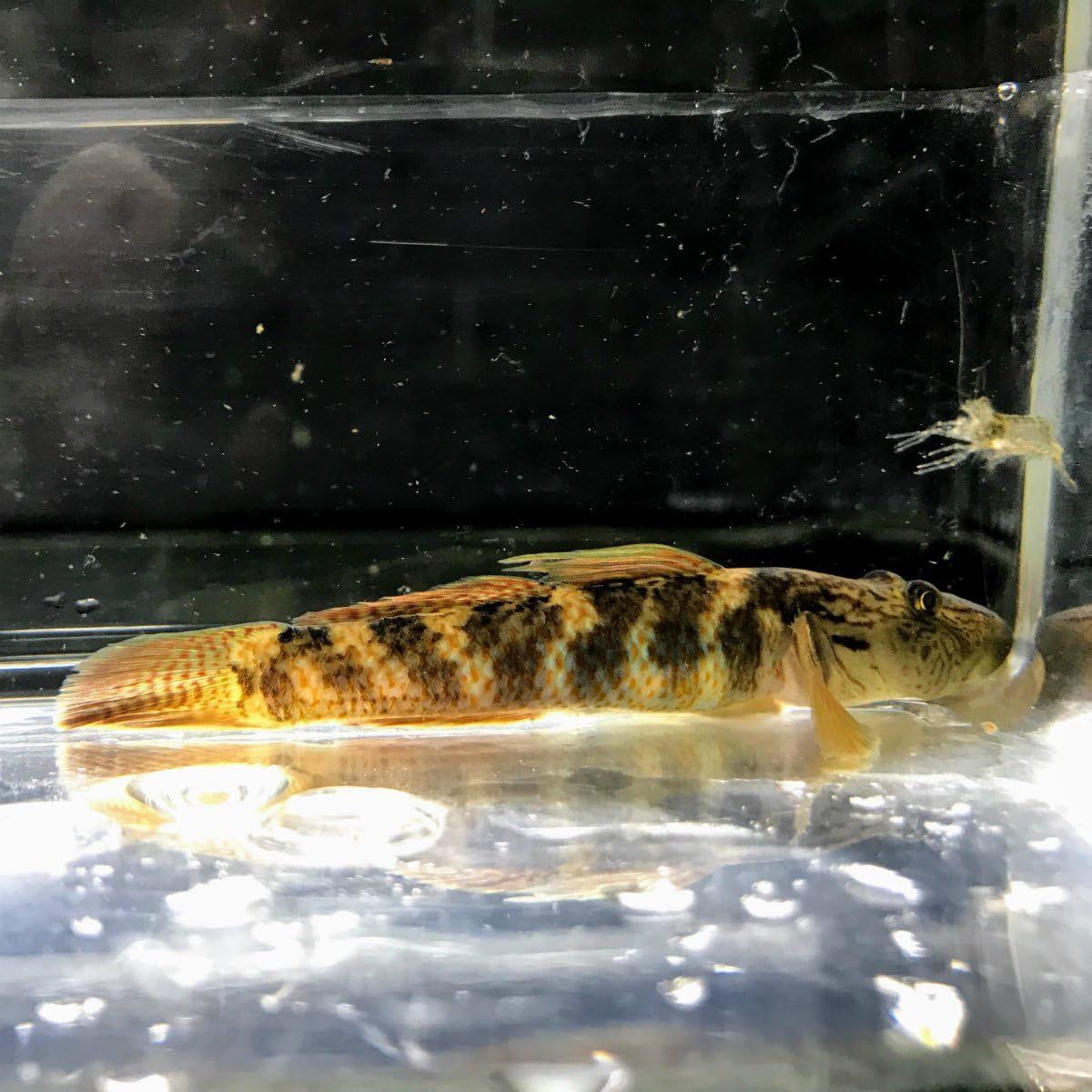 Amazon 淡水魚 シマヨシノボリ 1匹 生体 川村淡水魚販売 観賞魚 水中生物 通販