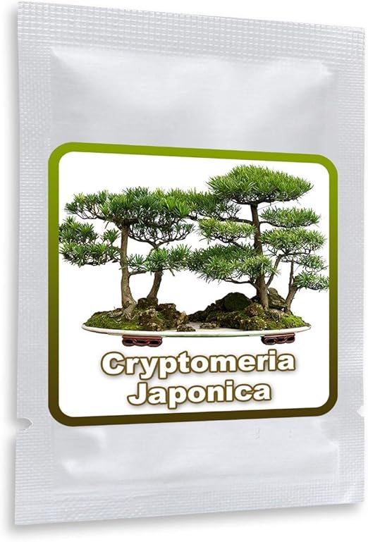 25 Semi Cedro Giapponese Cryptomeria Japonica Coltivabile Come Albero O Bonsai Amazon It Giardino E Giardinaggio