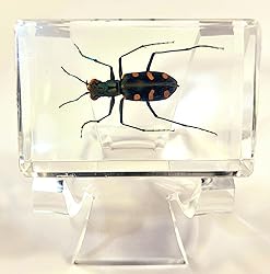 44mm Real Indonesian Tiger Beetle in Crystal Clear