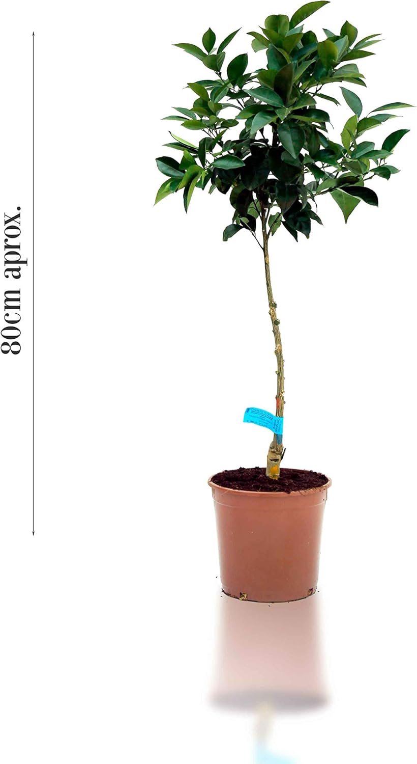 TUS PLANTAS A CASA | NARANJO | CÍTRICOS DE TERRAZA | MACETA C20 ...