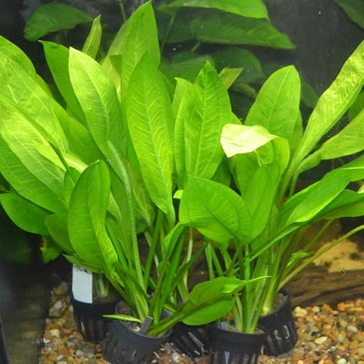 Amazon Sword Echinodorus Bleheri x3 Plants Live