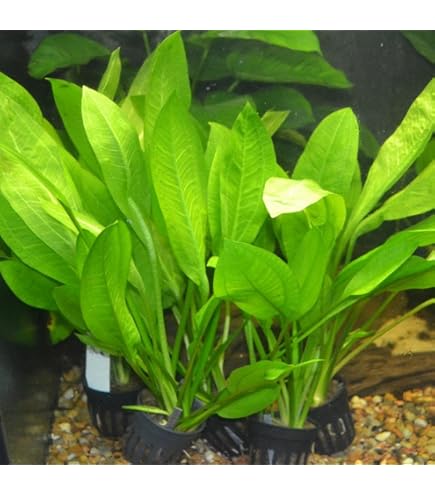Amazon.com: Bucephalandra SP. Wavy Green - Rare Live Aquatic Plant