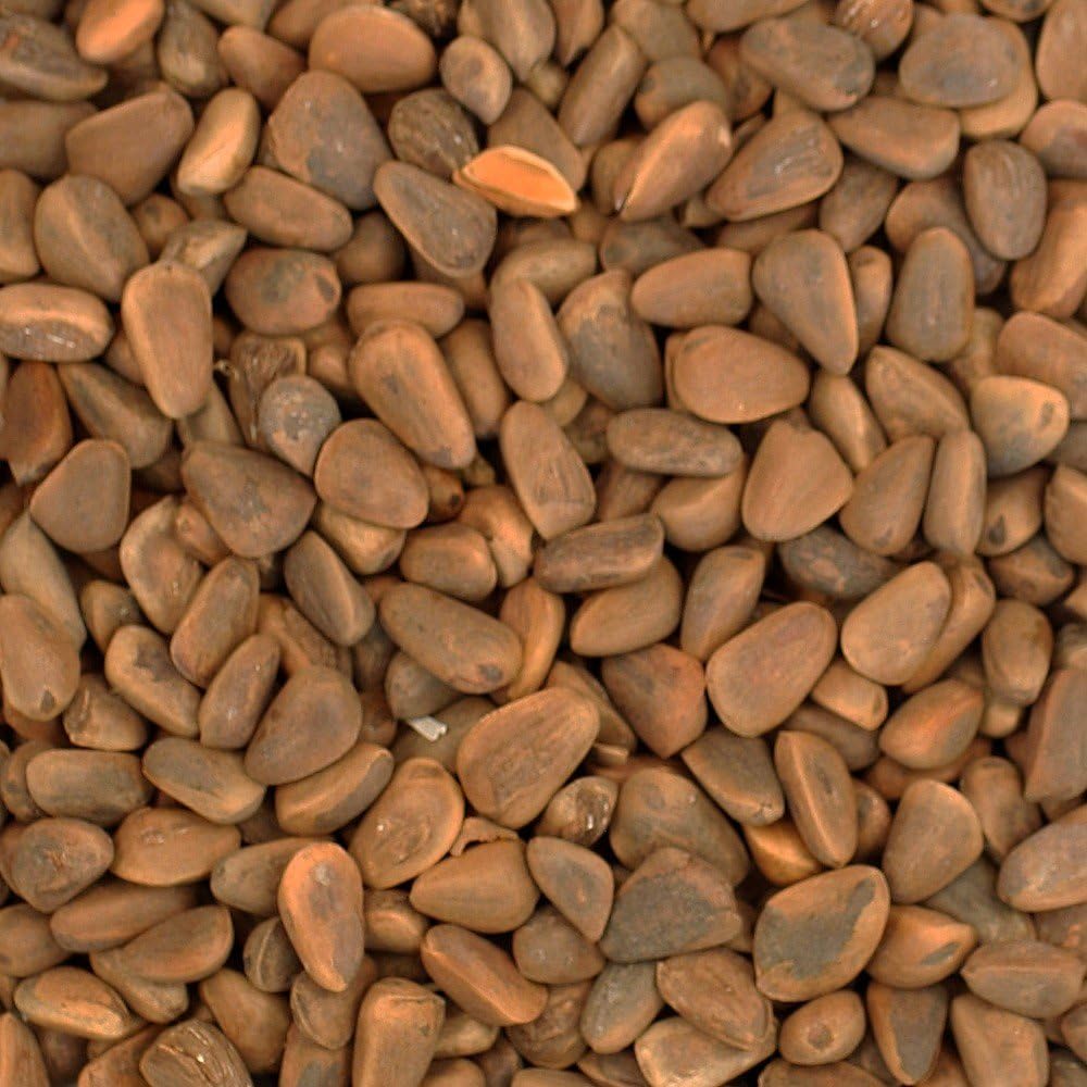 Jumbo Cedar Nuts - Large Parrot Treat - 250g