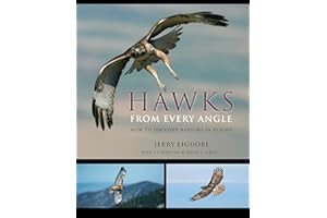 Hawks from Every Angle: How to Identify Raptors In Flight