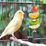 La Desire Chicken Veggies Skewer Vegetable Hanging Feeder Toy - 2 Skewers + 2 view 3