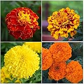 300+ Marigold Seeds Mix - Multicolor Blends (Oringe, Red, Yellow)|Non-GMO Flower Seeds|Long Blooming Attracts Pollinators|for