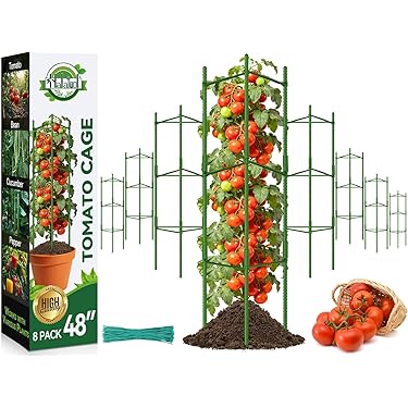 money tree. Money Tree: Bring Good Fortune to Your Home