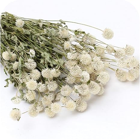 Amazon Com Onln 45 Globe Amaranth Dried Flower Bouquet Rose Pink Purple Gomphrena Globosa Pressed Flowers Home Wedding Party Decoration White Home Kitchen