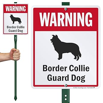 collie guard dog