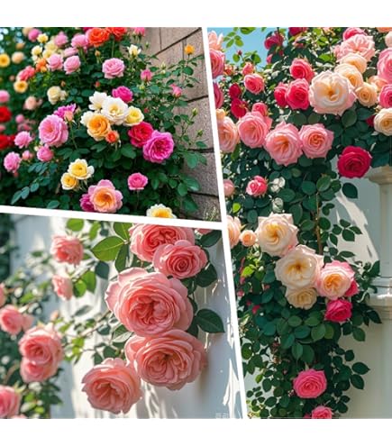 100 Graines De Pivoines Vivaces Mélangées - Fleurs Doubles Résistantes Au Froid - Pour Jardin Ou Pot