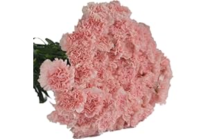 KaBloom PRIME NEXT DAY DELIVERY - Summer Collection - 50 Pink Carnation. Gift for Birthday, Anniversary, Get Well, Thank You, Valentine, Mother’s Day Fresh Flowers