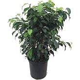 Wintergreen Weeping Fig Tree - Ficus - Great Indoor Tree for Low Light - 8" Pot