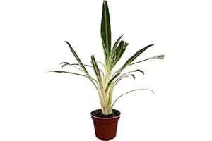 CoollectivePlants Aglaonema Bamboo – Live Indoor Plant in 4" Growers Pot - Elegant Green & Silver Foliage, Easy Care Low Light Houseplant